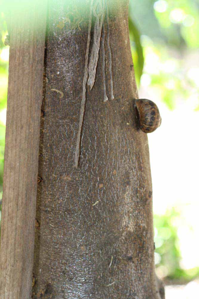            Bark (Riverside, CA)   